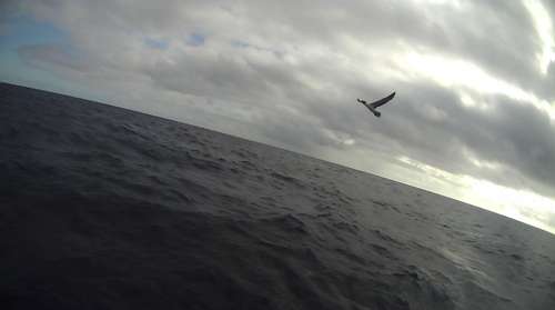 A bird spotted from SD 1067's onboard camera.